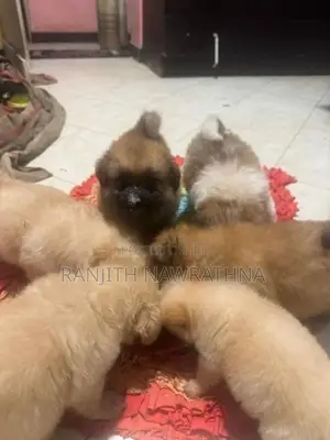 Pomeranian Puppies