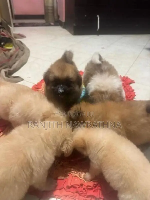 Pomeranian Puppies