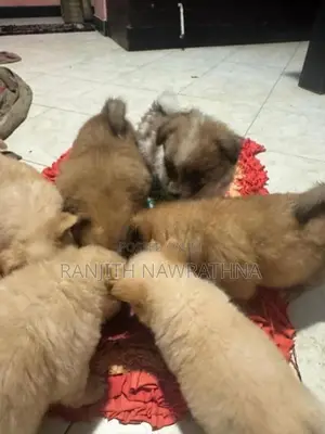 Pomeranian Puppies
