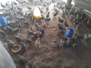 27 நாள் ஆன காடைகள்