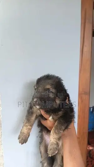 German Shepherd Long Coat