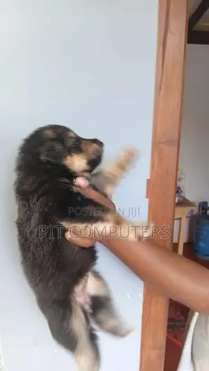 German Shepherd Long Coat