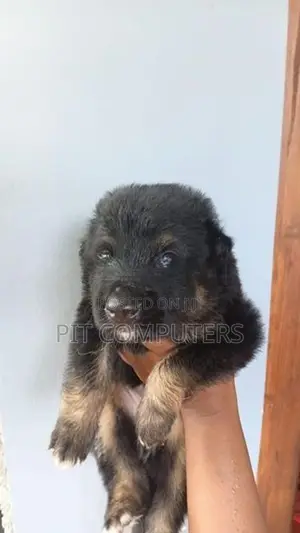 German Shepherd Long Coat