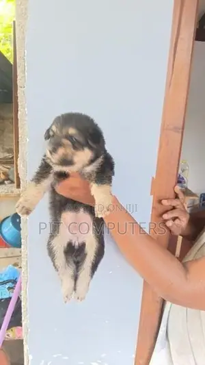 German Shepherd Long Coat