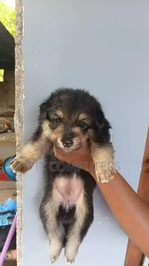 German Shepherd Long Coat