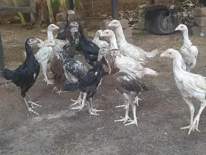வெள்ளடியன் குஞ்சுகள்