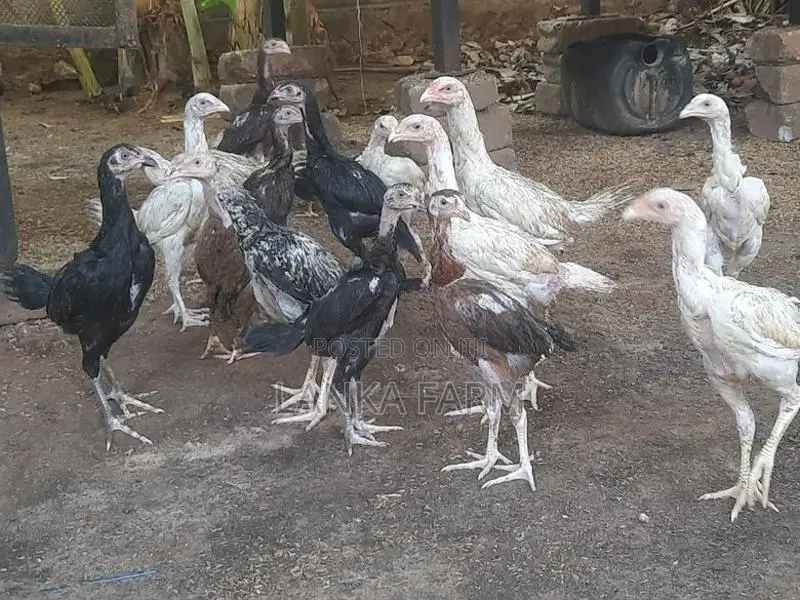 வெள்ளடியன் குஞ்சுகள்