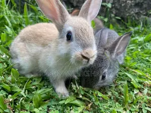 Maheesha Rabbit Farm Katana