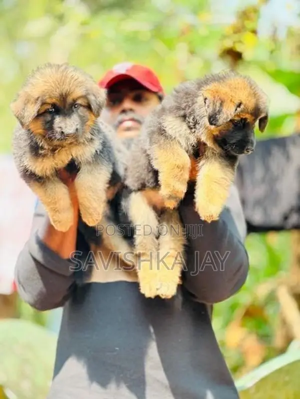 German Shepherd Long Coat Puppies