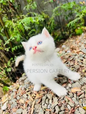 Persian Cat