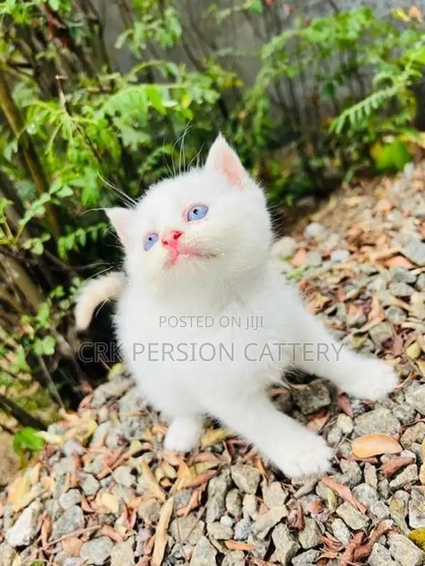 Persian Cat