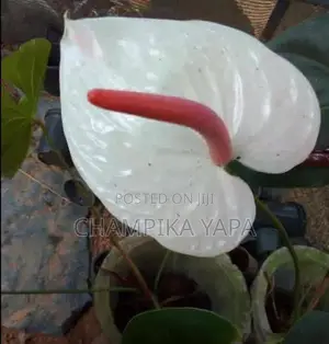 ඇන්තූරියම් පැළ