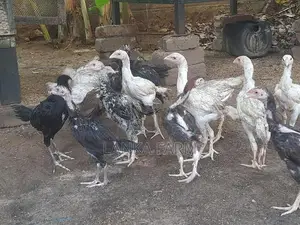 வெள்ளடியன் குஞ்சுகள்