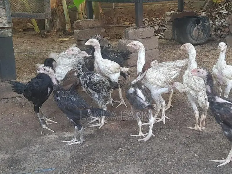 வெள்ளடியன் குஞ்சுகள்