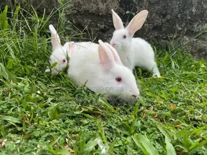 Maheesha Rabbit Farm Katana