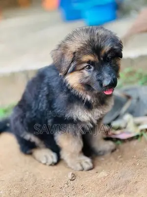 German Shepherd Long Coat Puppies