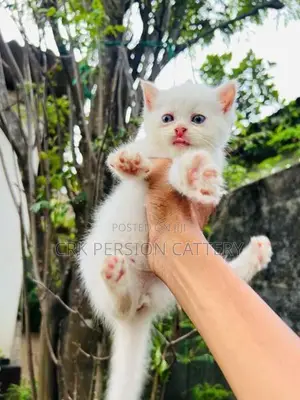 Persian Cat