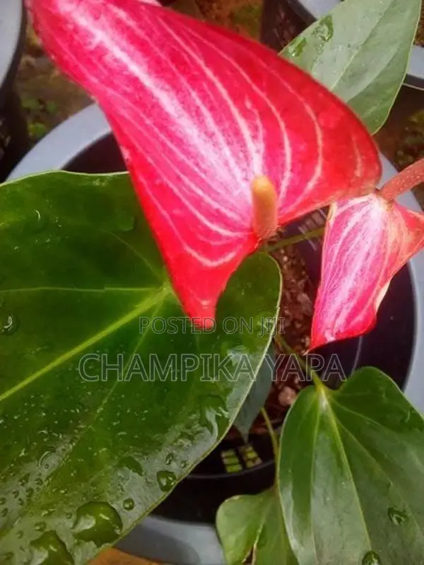 ඇන්තූරියම් පැළ