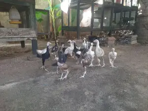 வெள்ளடியன் குஞ்சுகள்