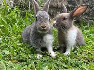Maheesha Rabbit Farm Katana