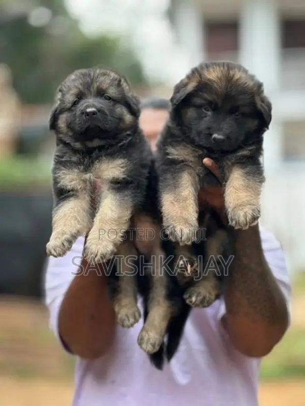 German Shepherd Long Coat Puppies