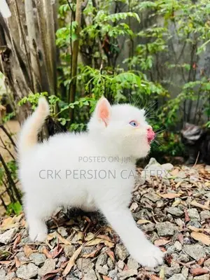 Persian Cat