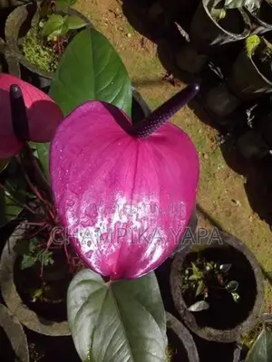 ඇන්තූරියම් පැළ