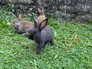 Maheesha Rabbit Farm Katana