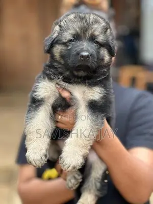 German Shepherd Long Coat Puppies