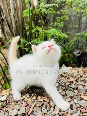 Persian Cat