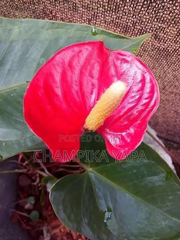 ඇන්තූරියම් පැළ