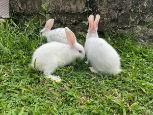Maheesha Rabbit Farm Katana