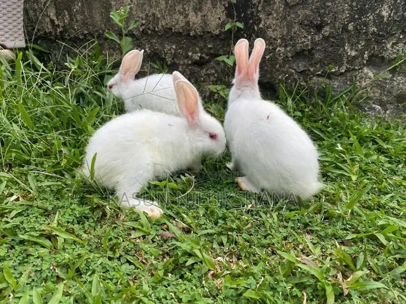 Maheesha Rabbit Farm Katana