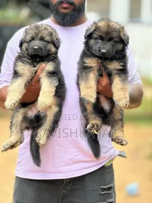 German Shepherd Long Coat Puppies
