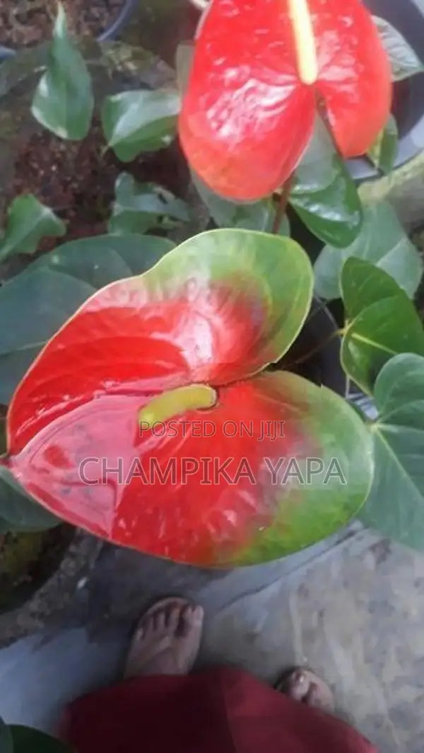 ඇන්තූරියම් පැළ
