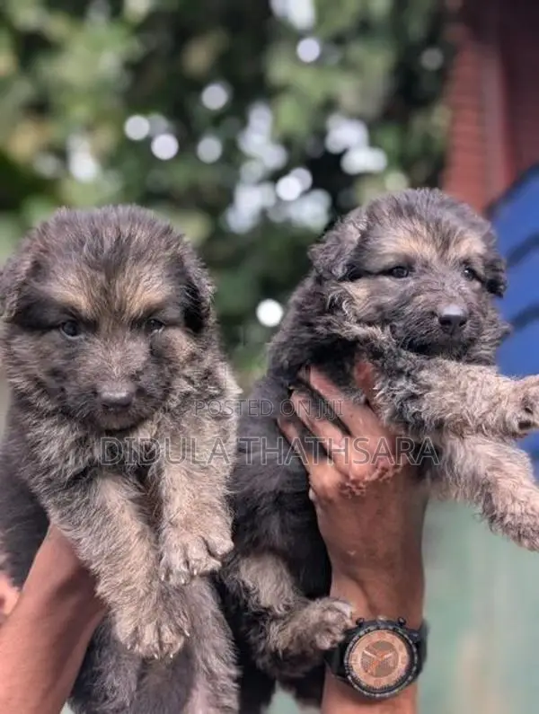 German Shepherd Puppies
