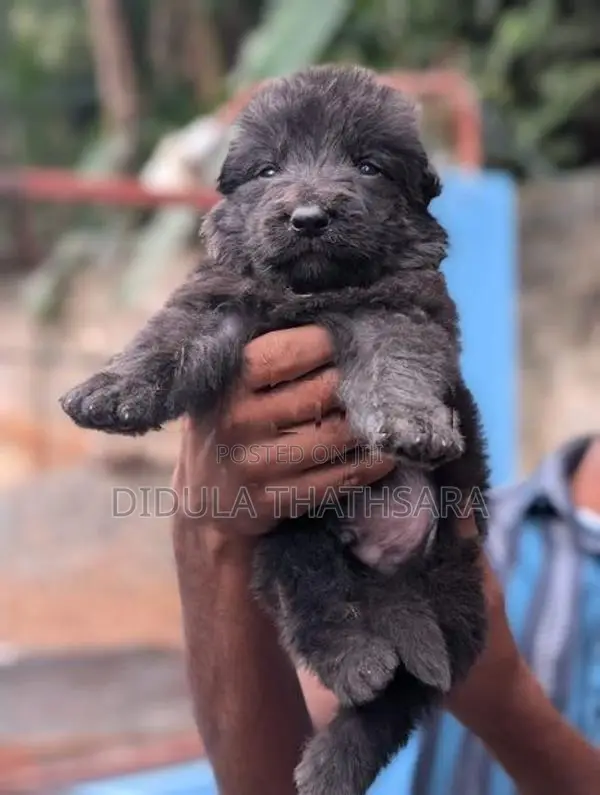 German Shepherd Puppies