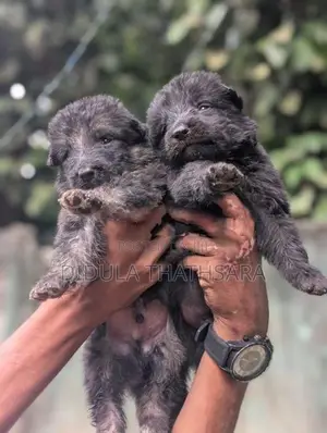German Shepherd Puppies