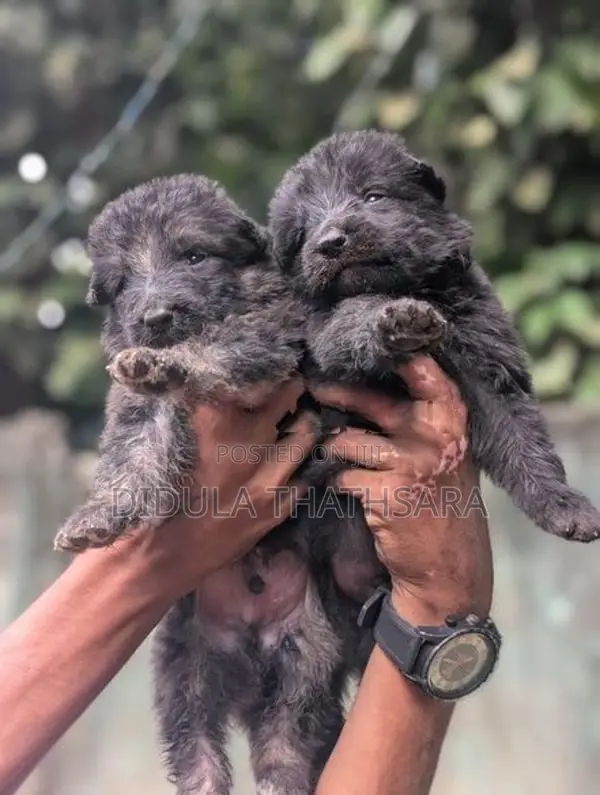 German Shepherd Puppies