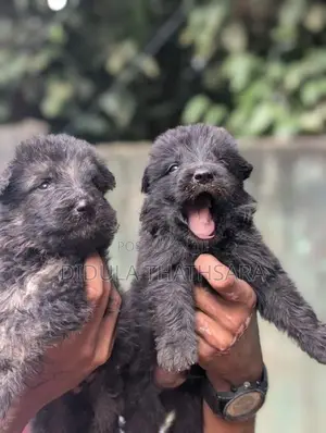 German Shepherd Puppies