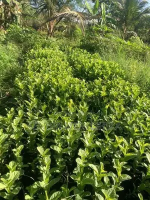 පේර පැළ