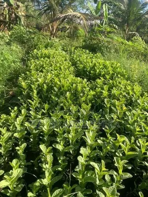 පේර පැළ