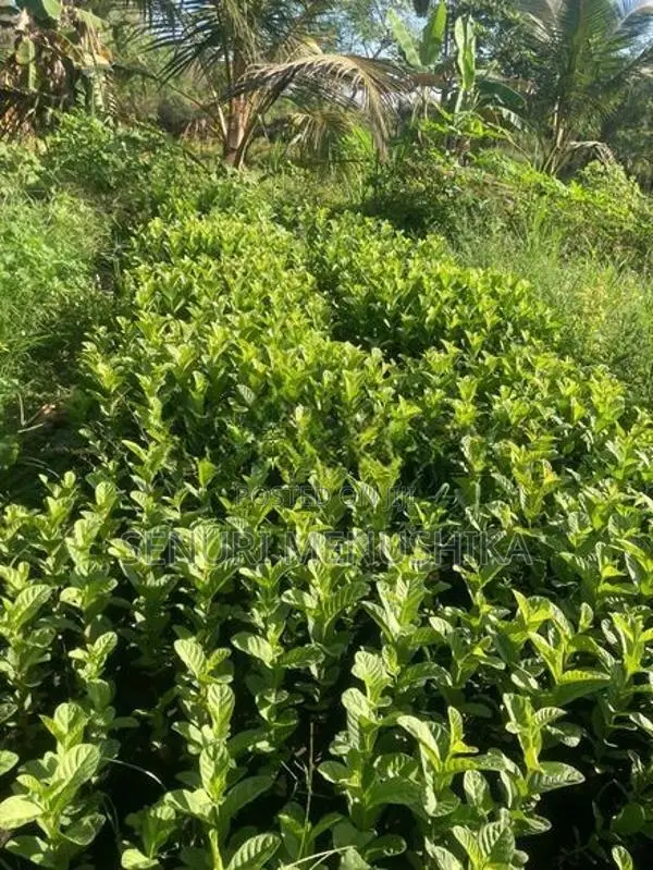 පේර පැළ