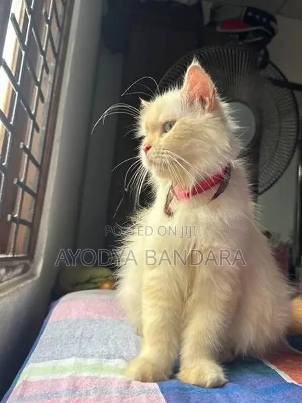 Persian Cat