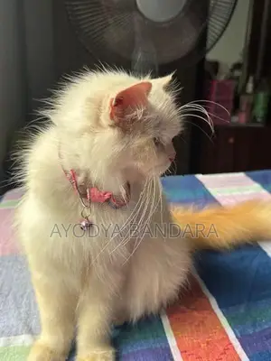 Persian Cat