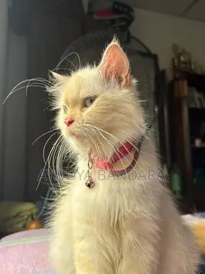 Persian Cat