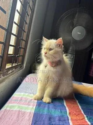 Persian Cat