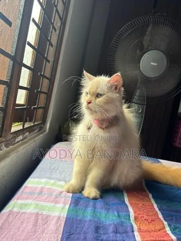 Persian Cat