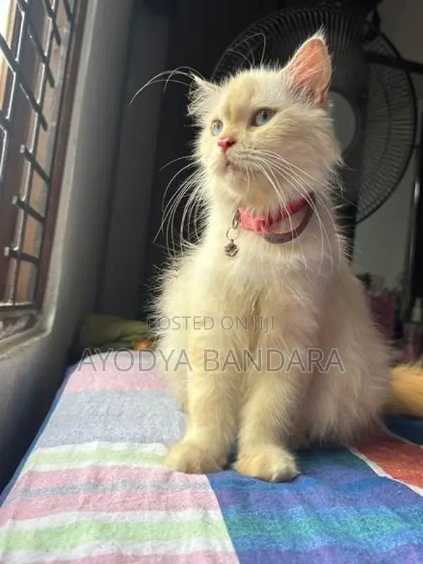 Persian Cat