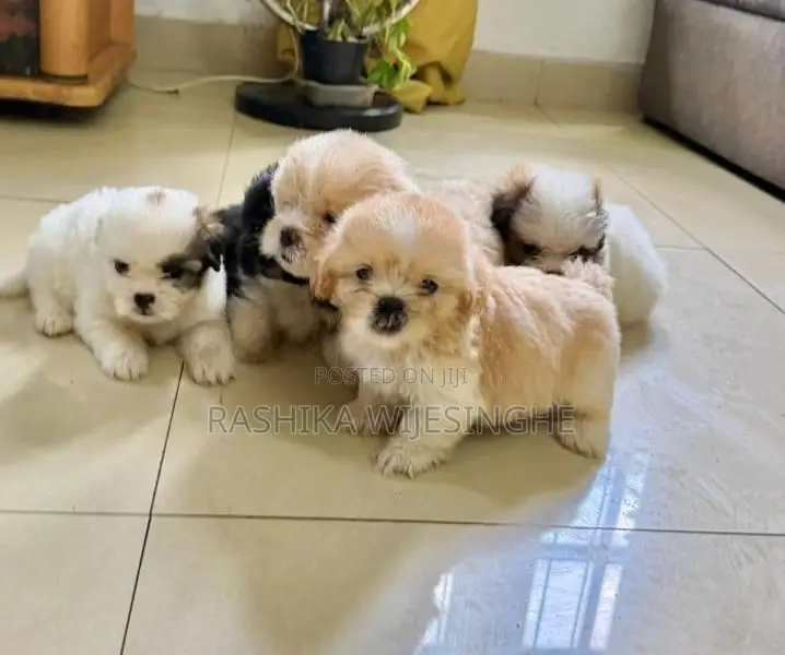 Maltese Terrier Puppy